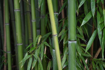 Bamboo plants as a background	
