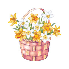 Basket with white and yellow flowers, daffodils. Watercolor illustration.