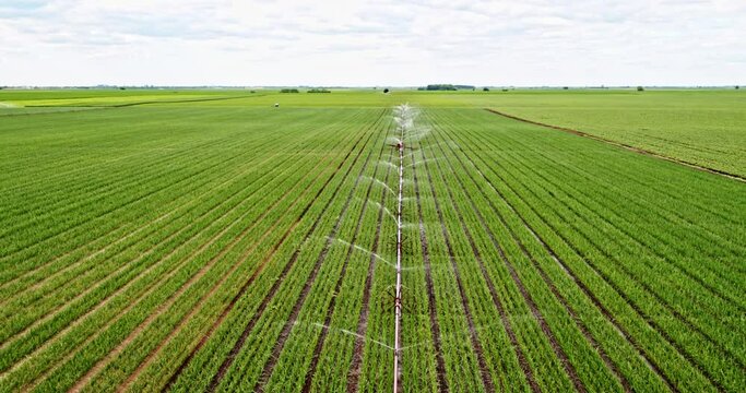 Irrigation system watering onions on industrial farm