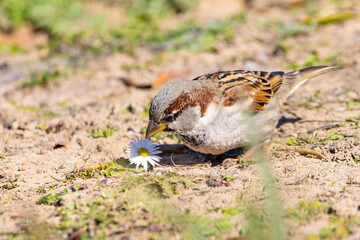 Sparrow or gorrion (passer domesticus) on grass pecking a daisy