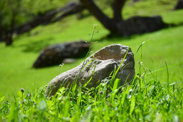a stone in the grass