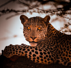 Leopard eating its prey, Okonjima Nature Reserve, Namibia