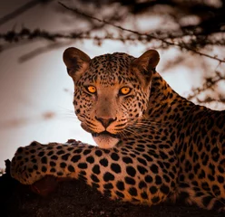 Foto op Plexiglas Leopard eating its prey, Okonjima Nature Reserve, Namibia © Sebastien