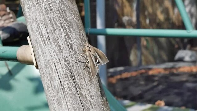 The palm tree moth, a pest/Le papillon du palmier, un nuisible