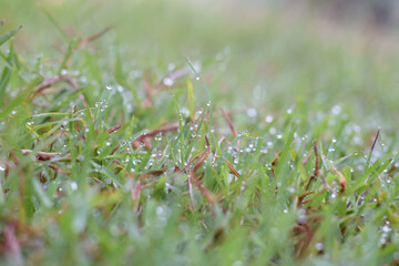 grass with dew