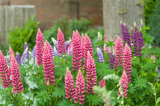 Lupin plant with pink flowers growing in a UK garden