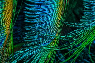 Fotobehang peacock feather background. © Sunanda Malam