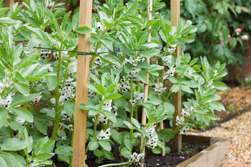 Vegetable garden UK with broad bean plants