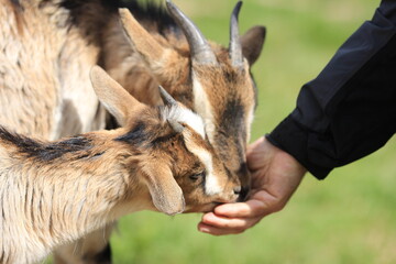 Two goats eating from a male hand