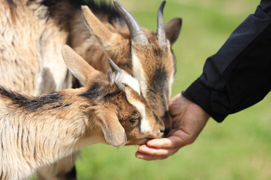 Two goats eating from a male hand