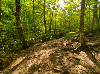 mountains and forest in summer