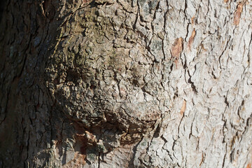Baumstamm mit Borke und Maserknolle, Deutschland, Europa