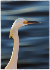 the great egret with blue lake background. Oil painting on canvas.