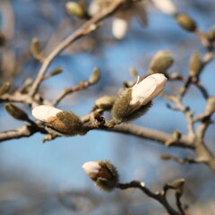 Pąki magnolii