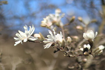 Magnolia kwiaty