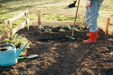 woman planting vegetables in her backyard garden