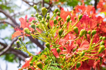 Caesalpinia pulcherrima is flowers on an electric plant it booming and shining.