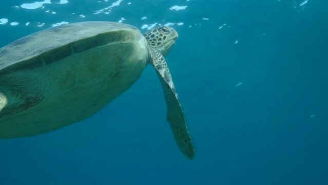 Close-up, Sea turtle slowly swim to the up for breathes on surface in the blue water in sunrays. Green Sea Turtle (Chelonia mydas) swim upward. 4K-50fps