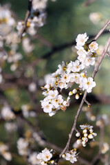Spring blossoms on the tree. Selective focus.