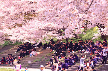 満開の桜の下で花見する人々に舞い散る桜吹雪