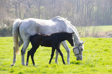 Fototapeta premium A beautiful meeting with a mare and foal.