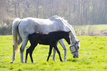 A beautiful meeting with a mare and foal.