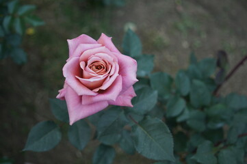 上から見たピンクのバラ