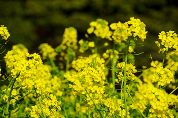 黄色に染まる菜の花畑
