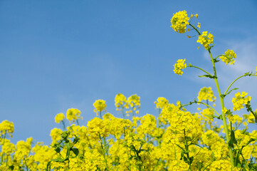 Fototapeta premium 青空に映える菜の花の群生
