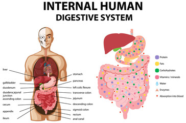 Obraz premium Diagram showing internal human digestive system