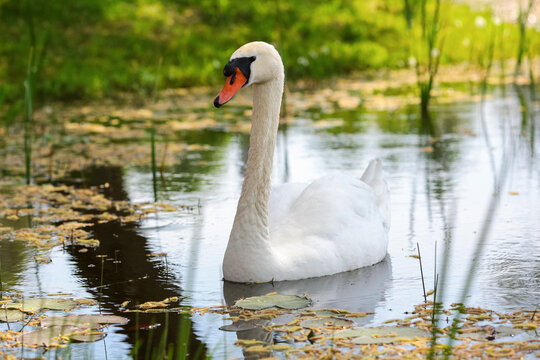 White svane