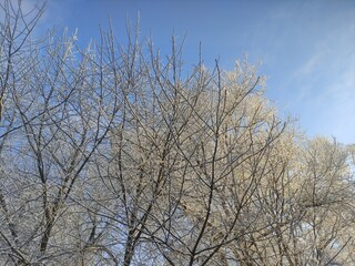 trees on a frosty winter day