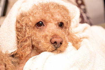 風呂上がりのトイプードル