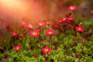 Skalnica, czerwone letnie kwiaty w ogrodzie - obrazy, fototapety, plakaty