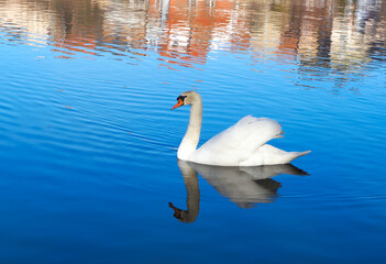 Fototapeta premium Schwimmender Schwan