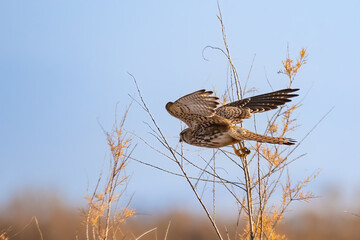 Common kestrel (Falco tinnunculus) starting to fly