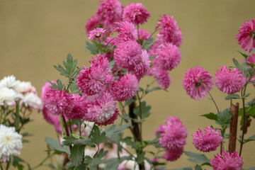 Pink Chrysanthemum flowers, Godawari flower blooming in the garden. 