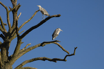 Two gray herons, ardea cinerea standing on a dry branch