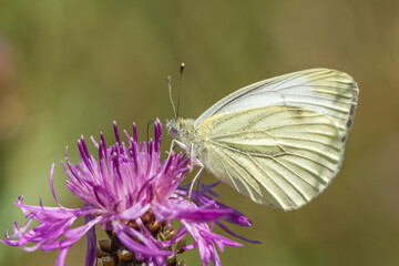 Biały motyl na fioletowym kwiatku