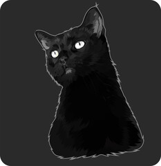 black cat on black background