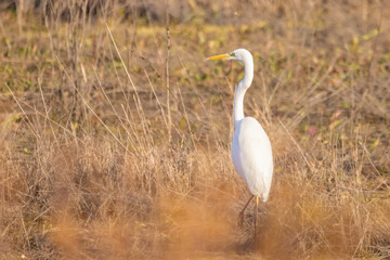 Great egret, Ardea alba, perched on the ground