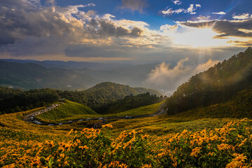 A field of yellow flowers on the mountain at sunset
