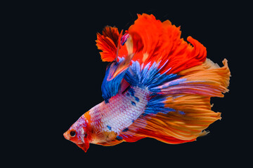 Siamese fighting fish on a black background