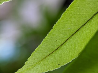 green leaf macro, macro photo of leaves and blurry nature background