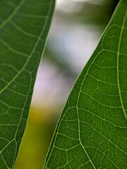 green leaf macro, macro photo of leaves and blurry nature background