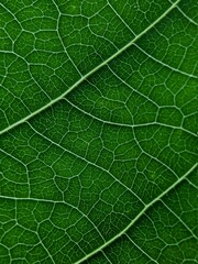 green leaf texture, beautiful nature