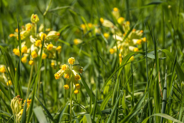 Schlüsselblume auf einer Wiese