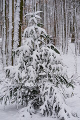 snow covered trees in the forest