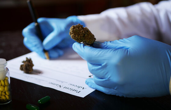 Close up therapist holding cannabis bud. Doctor prescript medical marijuana. CBD oil drugs 