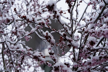 snow covered branches